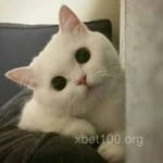 Avatar de Gustavo Salazar